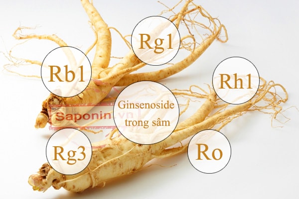 Công dụng của Sapnonin đối với cơ thể