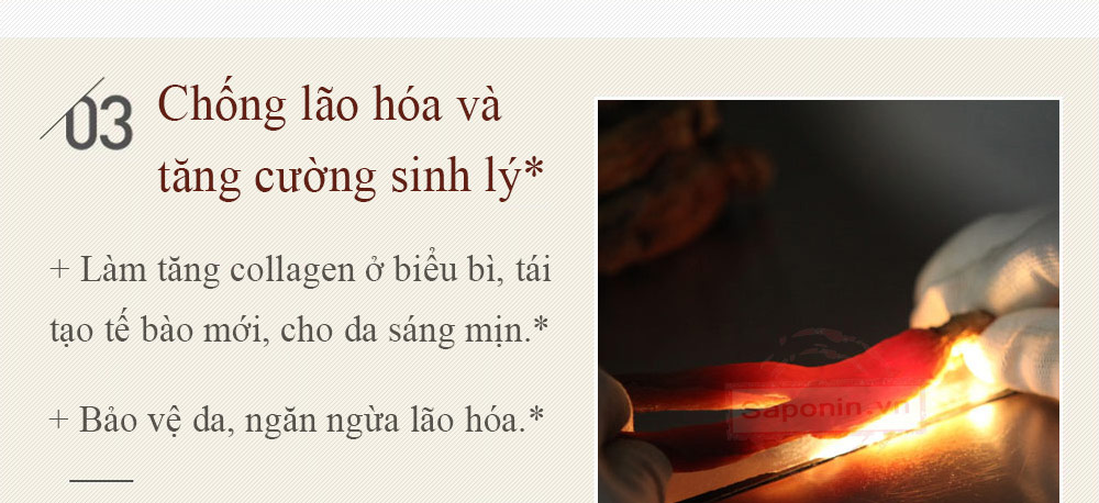 Mua sâm khô ở hà nội