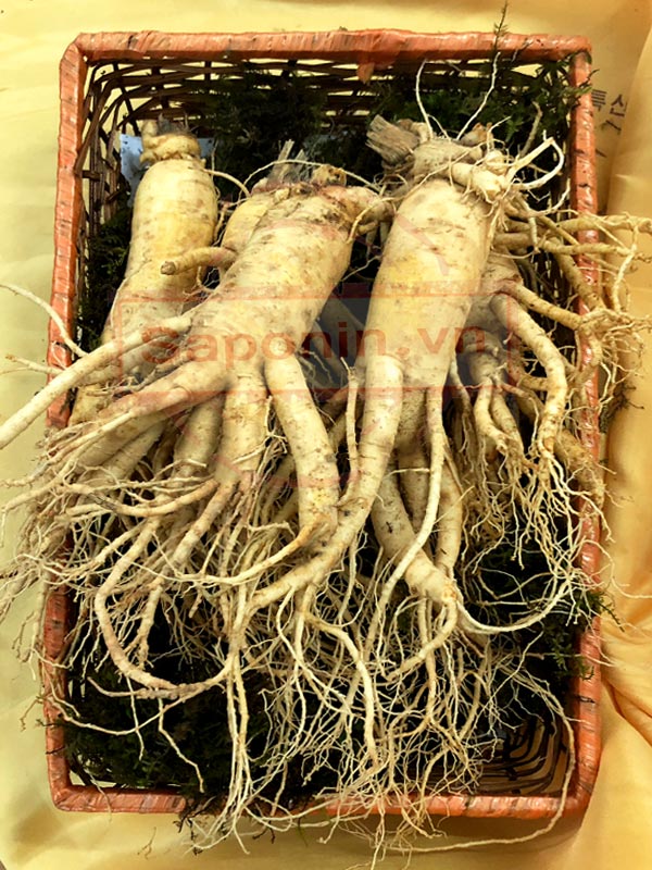 Nhân sâm tươi Hàn Quốc