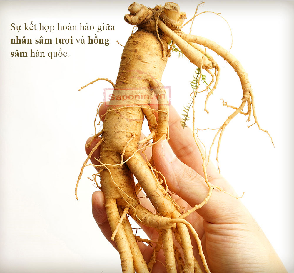 nước sâm tăng lực nguyên củ