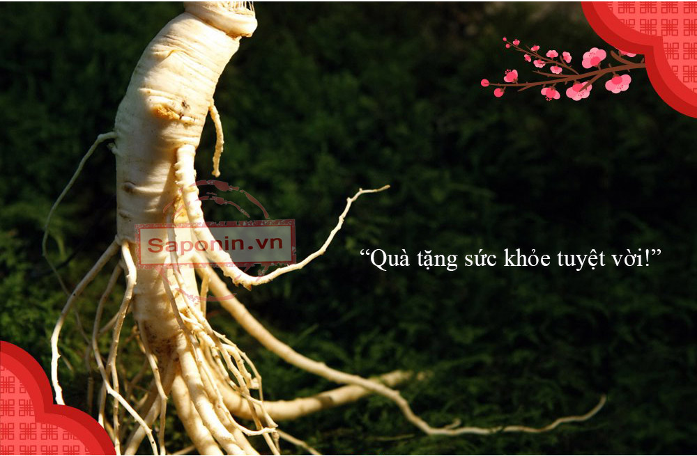 ước tăng lực hồng sâm dạng chai