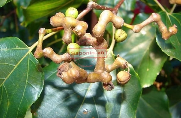 thảo dược giải độc gan