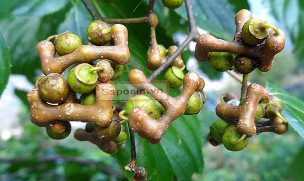 thảo dược giải độc gan hàn quốc