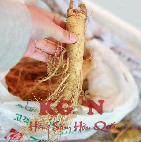 Hướng dẫn tự ngâm rượu sâm - Làm bình rượu nhân sâm tươi để trưng sang trọng!