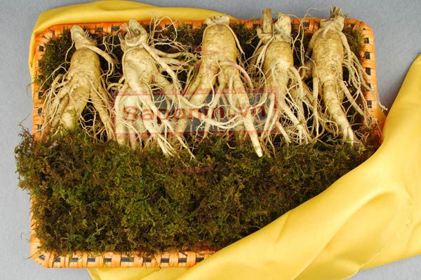 công dụng của nhân sâm tươi hàn quốc