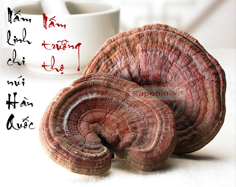 Nấm linh chi núi đá thượng hạng Hàn Quốc