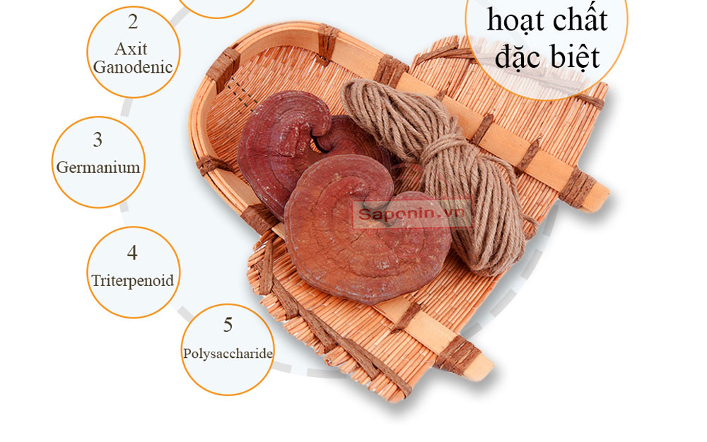 nấm linh chi hàn quốc tự nhiên