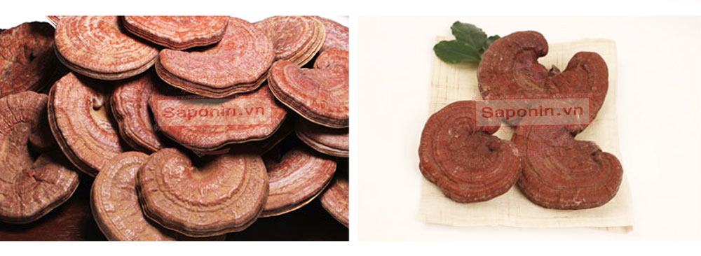 Địa chỉ bán nấm linh chi Hàn Quốc tốt