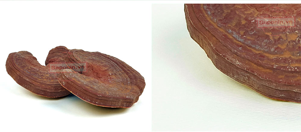 Mua nấm linh chi Hàn Quốc ở đâu tốt