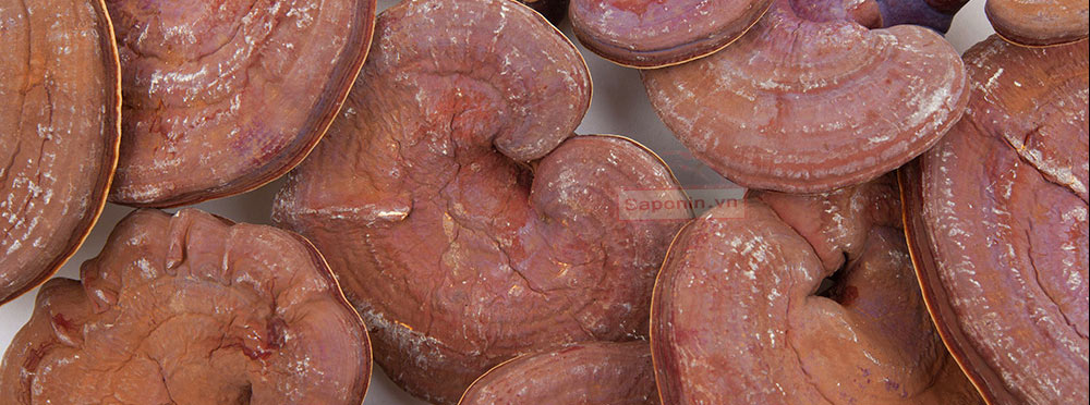 Giá bán linh chi Hàn Quốc