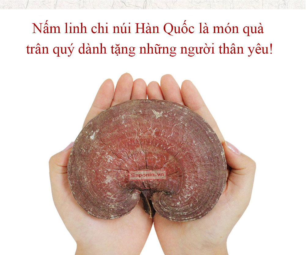 Cửa hàng bán linh chi Hàn Quốc tốt